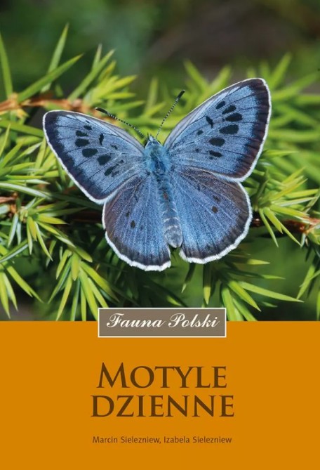 motyle_dzienne.jpg